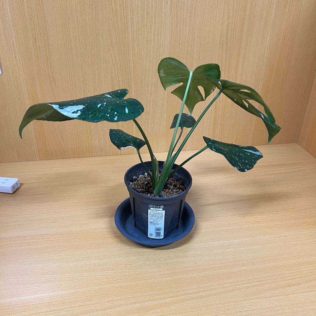観葉植物 モンステラ タイコンステレーション 斑入り① - メルカリ
