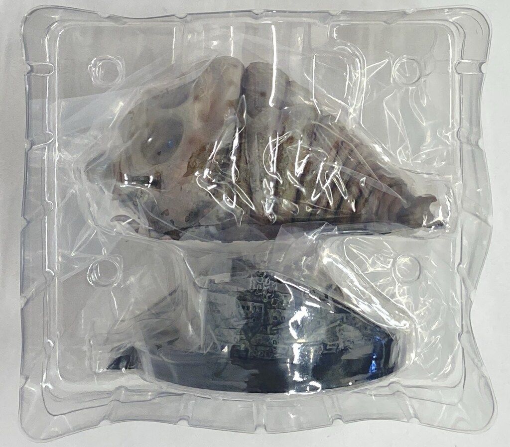 エクスプラス デフォリアル モスラ幼虫1961 - メルカリ エクスプラス デフォリアル モスラ幼虫1961 - メルカリ