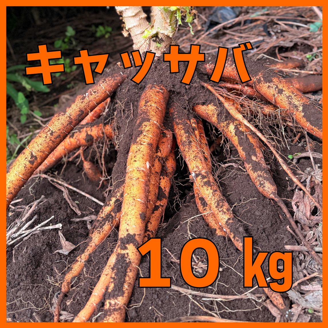 グレーテッドキャッサバ（冷凍）10kg キャッサバ 10kg グレーテッドキャッサバ（冷凍）10kg 【公式通販】