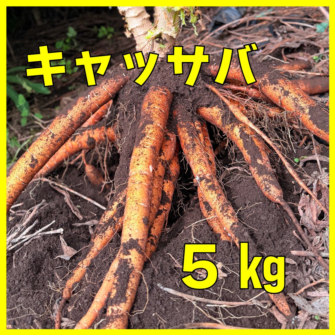 宮古島産自然栽培キャッサバ１２キロ 埼玉産 生キャッサバ 5kg - メルカリ