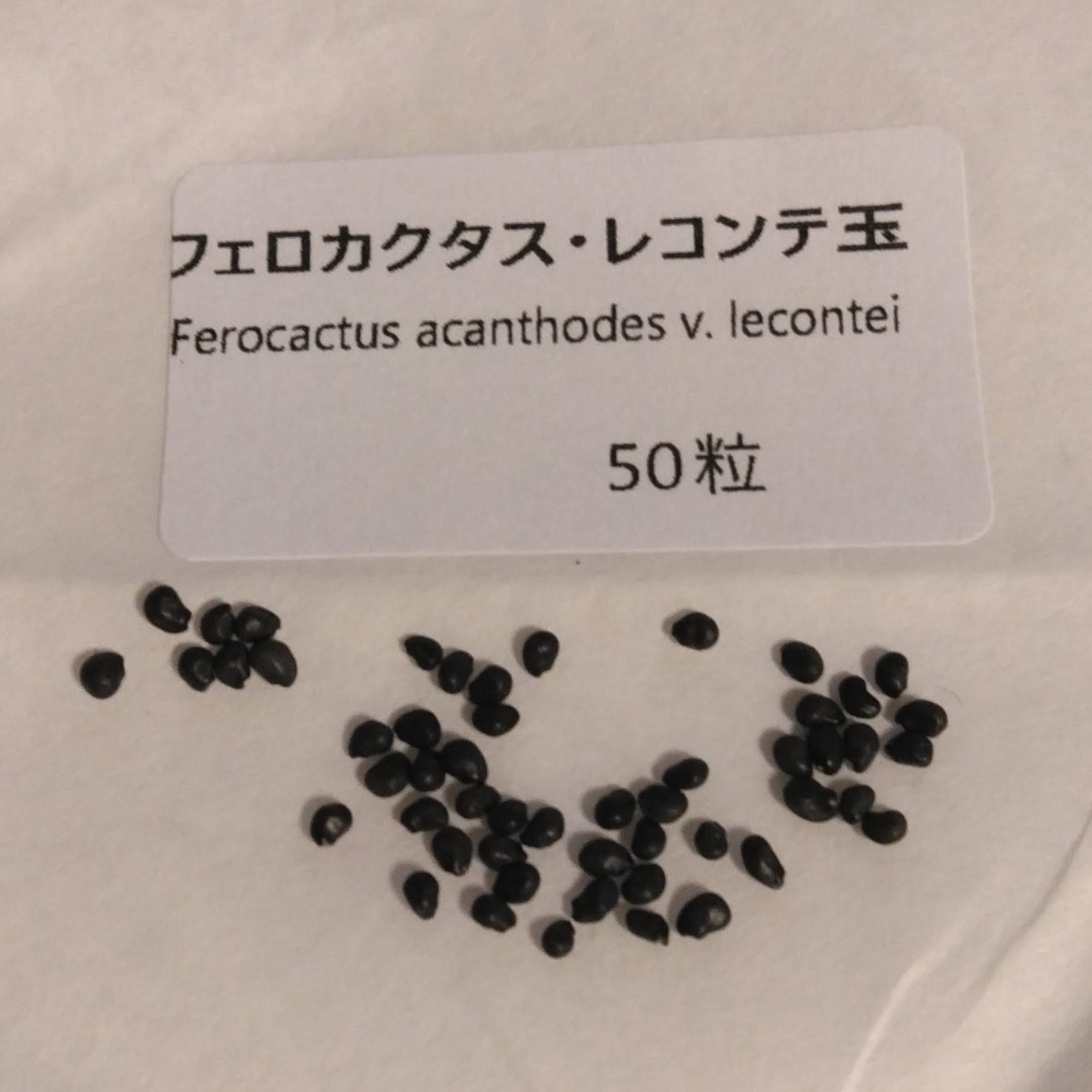 現品限り　フェロカクタス　レコンテ玉 フェロカクタス・レコンテ玉 種子50粒 Ferocactus acanthodes var