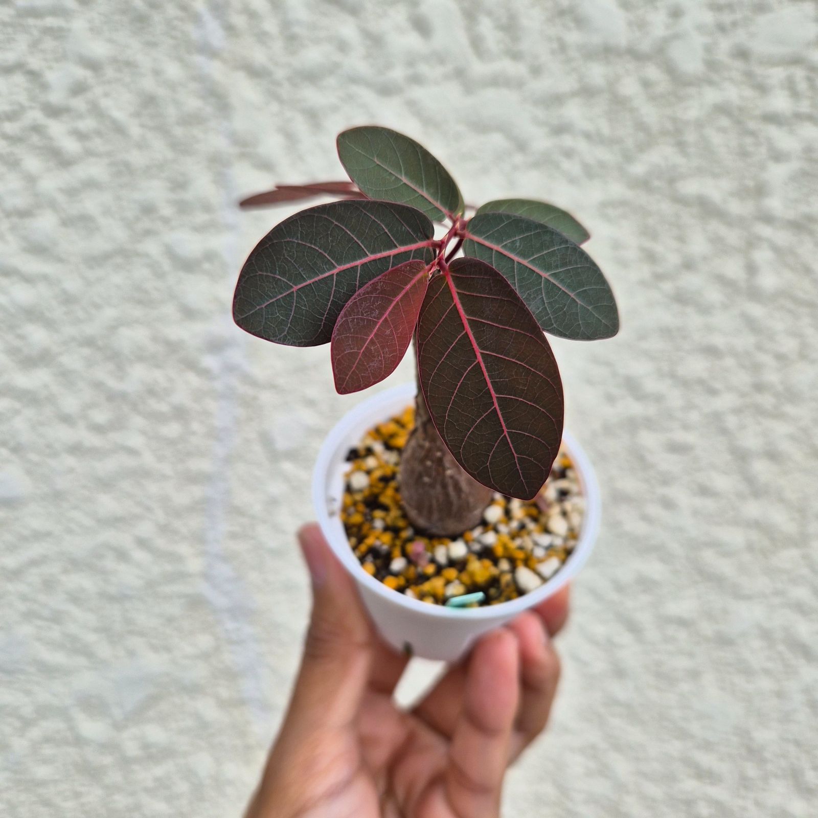 Sサイズ26〚フィランサス・ミラビリス〛Phyllanthus Mirabilis 塊根