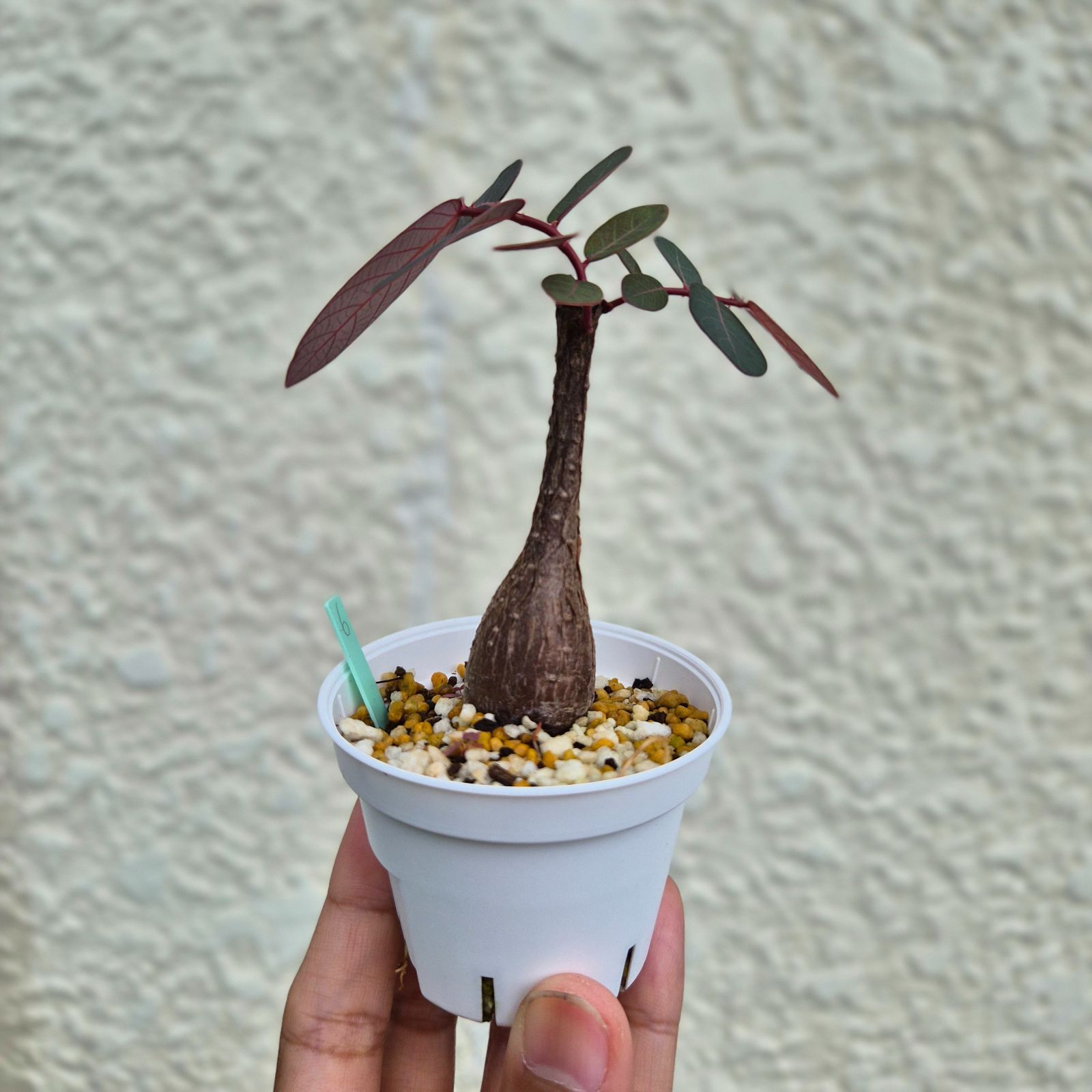 Sサイズ26〚フィランサス・ミラビリス〛Phyllanthus Mirabilis 塊根