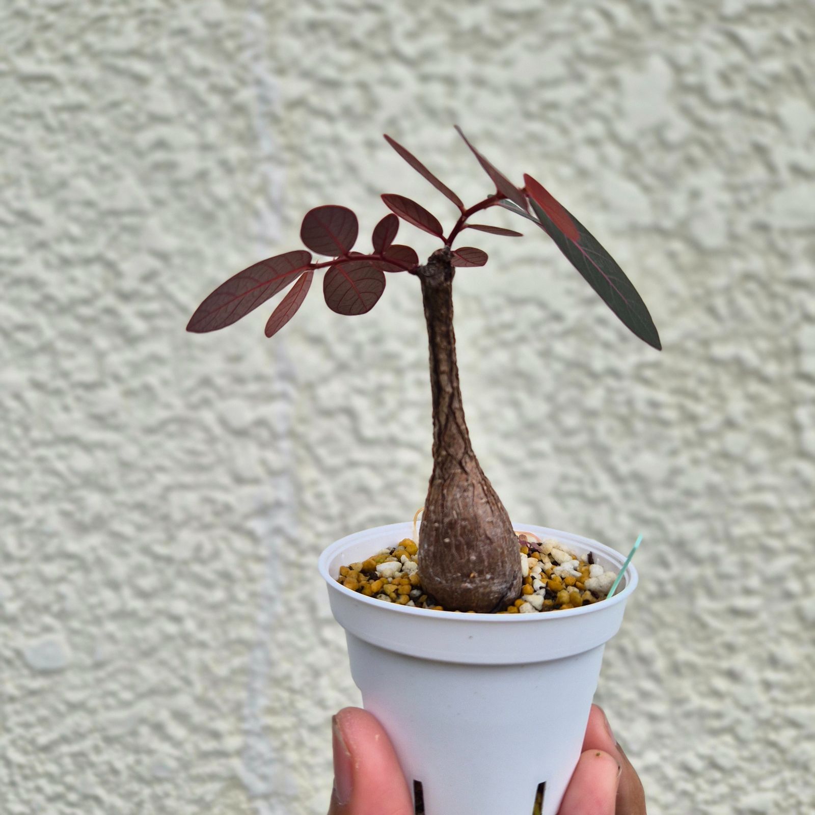 Sサイズ26〚フィランサス・ミラビリス〛Phyllanthus Mirabilis 塊根