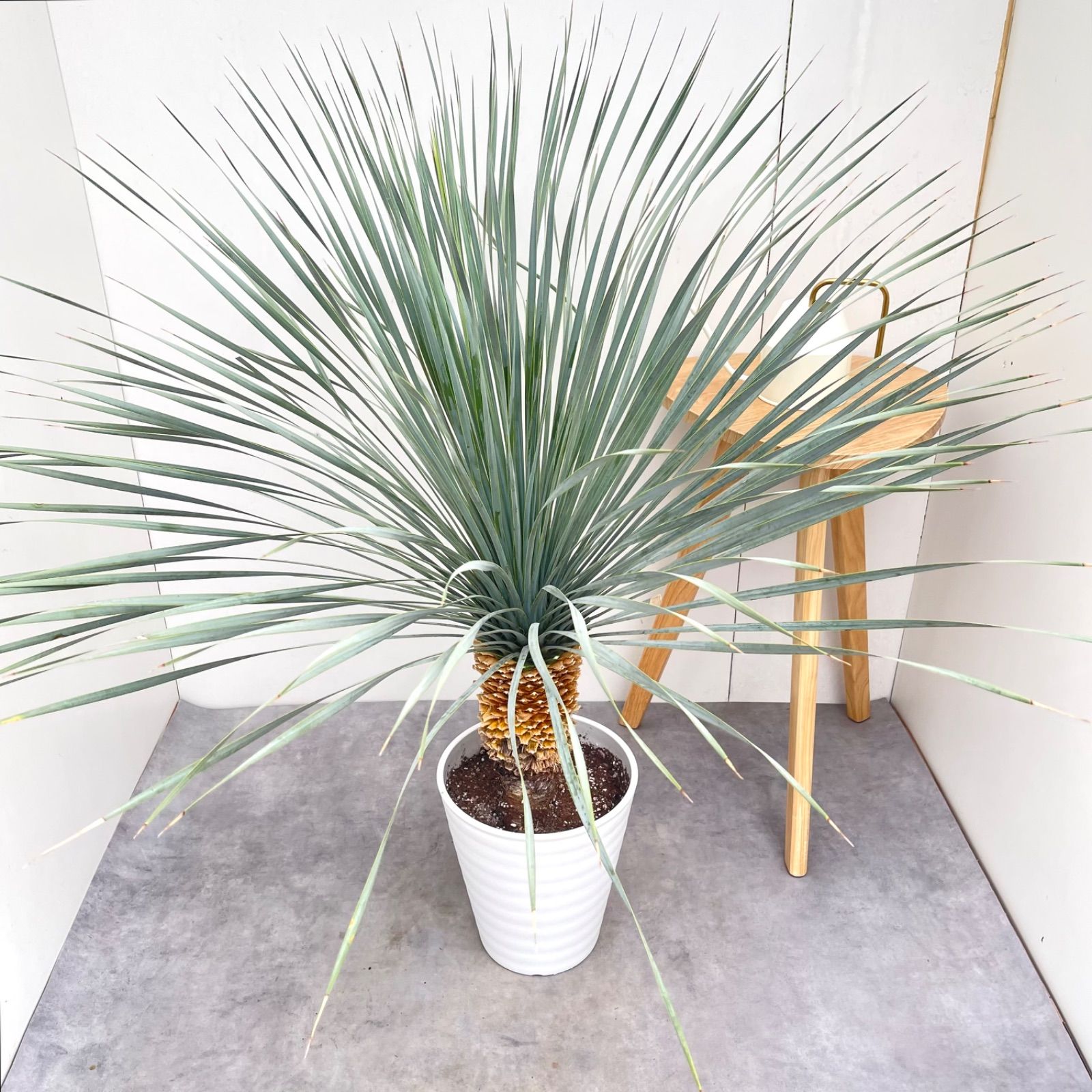 ユッカ ロストラータ ランチョンブルー 2【現品】観葉植物 ドライ