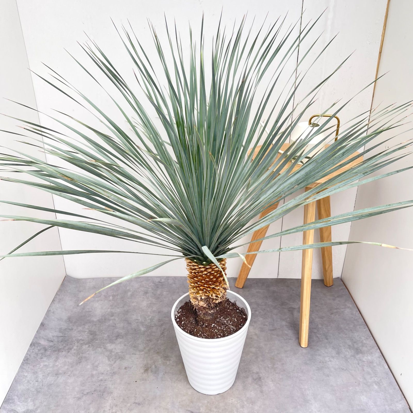 ユッカ ロストラータ ランチョンブルー 2【現品】観葉植物 ドライ