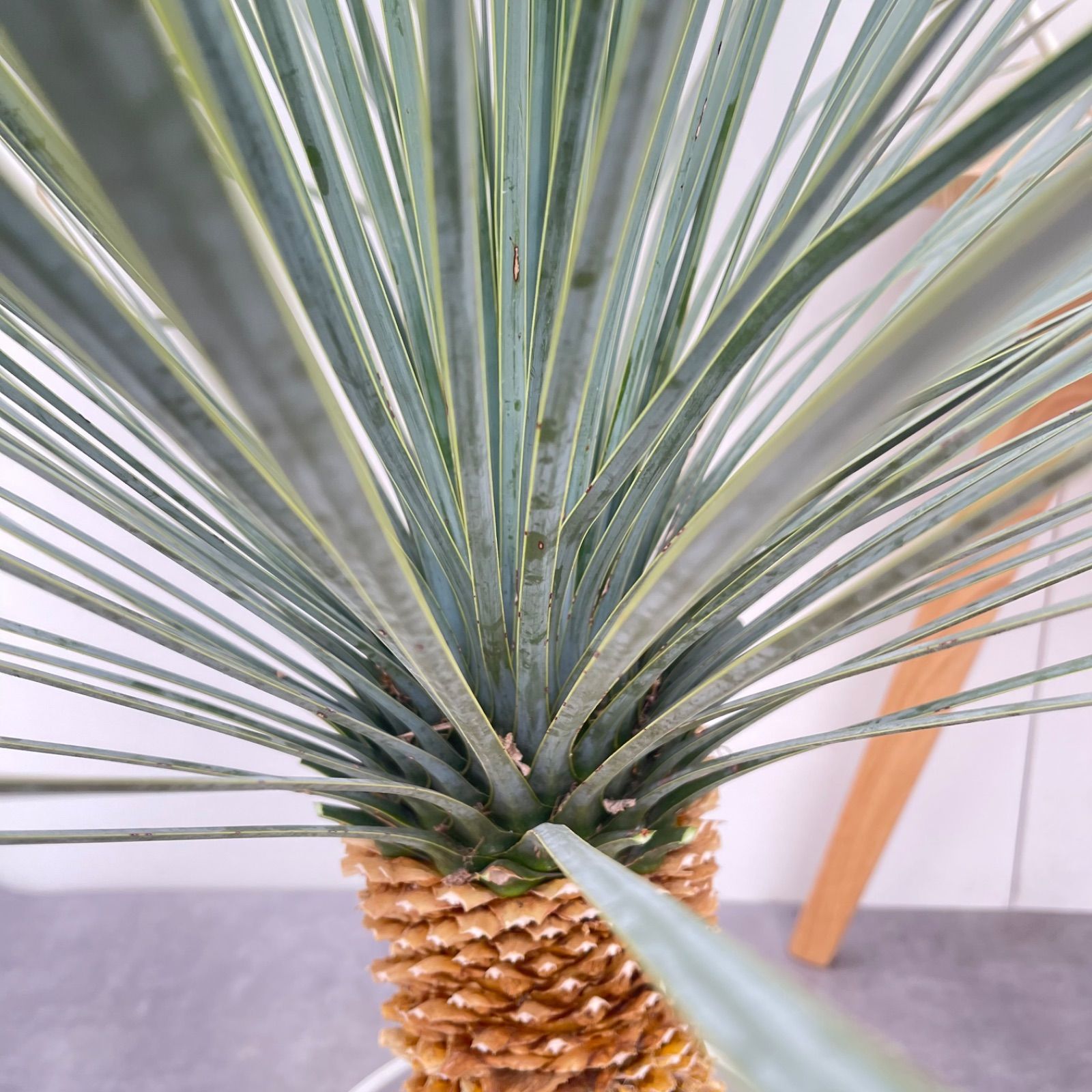 ユッカ ロストラータ ランチョンブルー 2【現品】観葉植物 ドライ