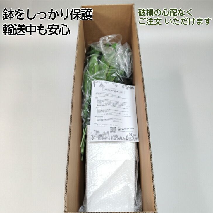 新品】フェイクグリーン ドラセナ 150cm 観葉植物 人工観葉植物 造花