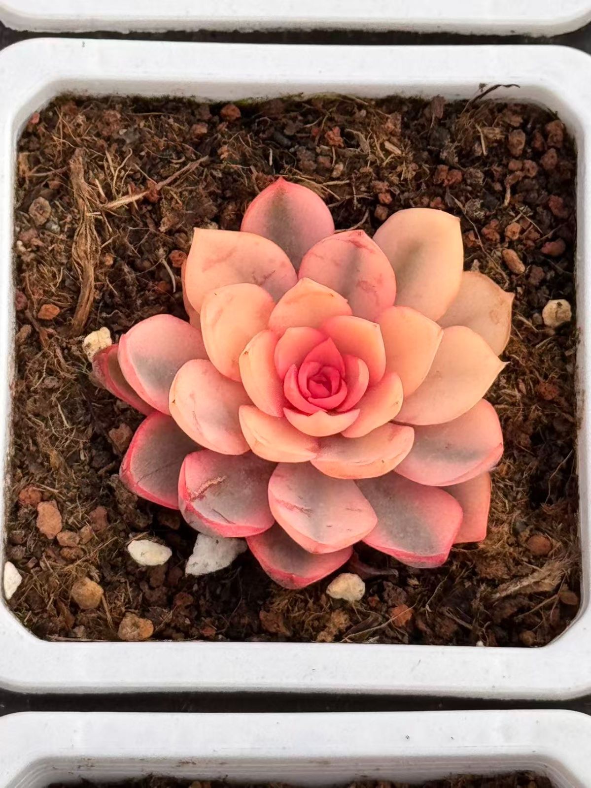 新入荷　12株の抜き苗セット　ウテキ・ハイブリッド錦　多肉植物　佐川急便発送　エケベリア　セダム　韓国苗　Z0196
