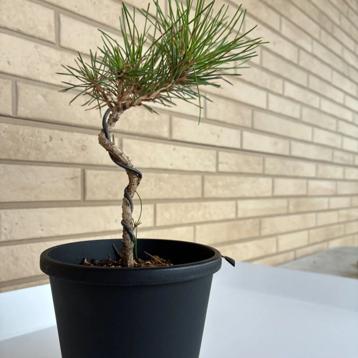 アコウ盆栽 メルカリ便 盆栽🌲(鉢破損のため割引き） - メルカリ