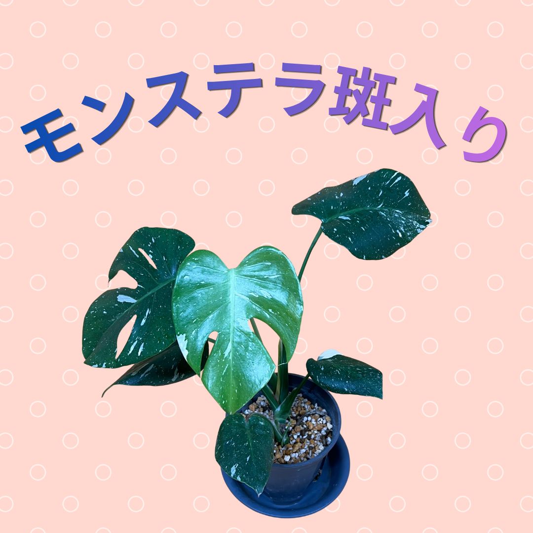 観葉植物 モンステラ タイコンステレーション 斑入り① - メルカリ
