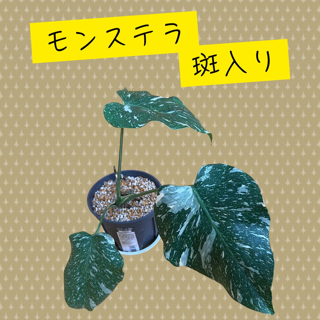 観葉植物 モンステラ タイコンステレーション 斑入り ④ - メルカリ