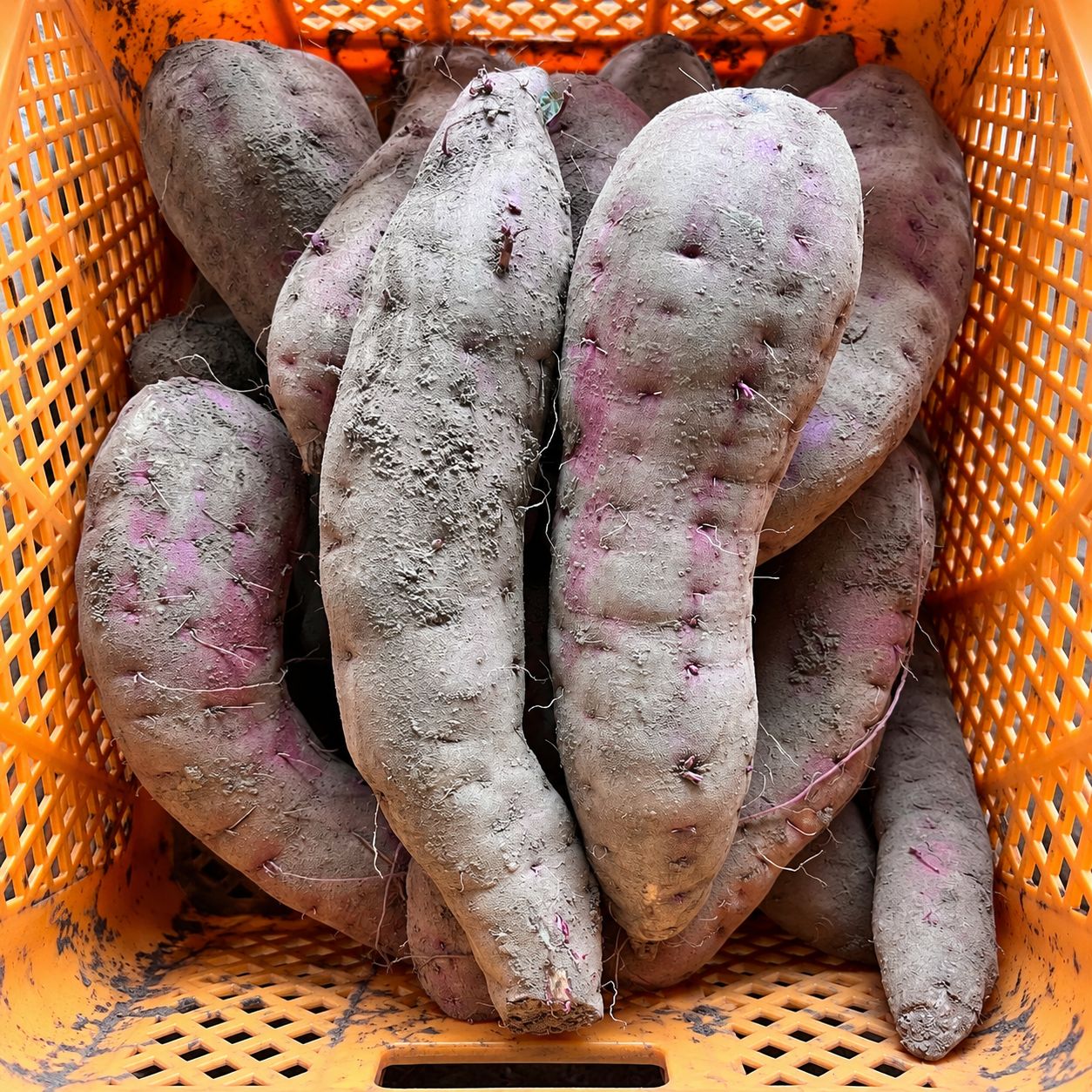 茨城県産 紅はるか 10kg 訳あり 新品 - メルカリ