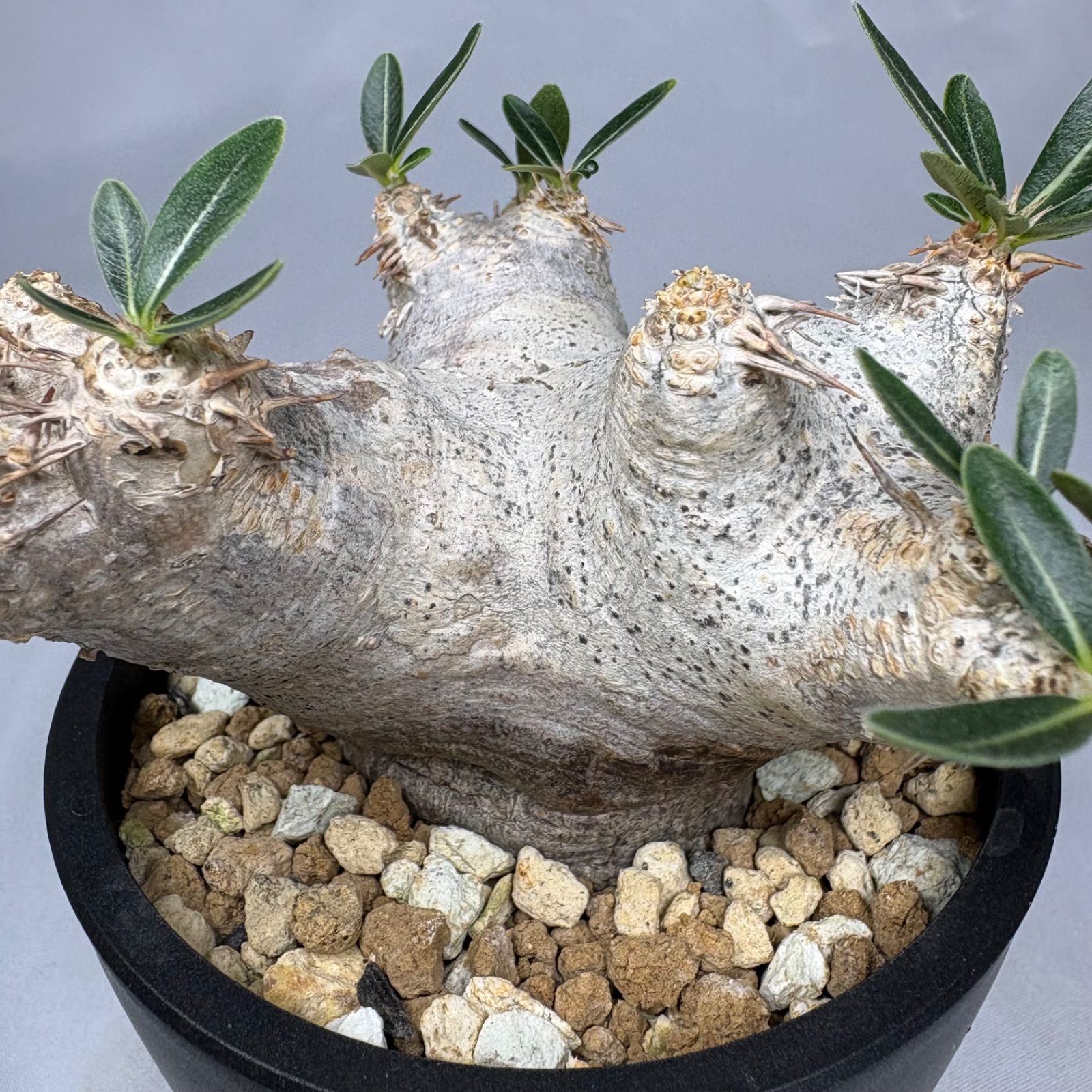 【幅20cm超】パキポディウム ブレビカリックス 現地球 塊根植物 コーデックス パキポディウム ブレビカリックス 現地球 活着済み 鉢ごと発送 匿名