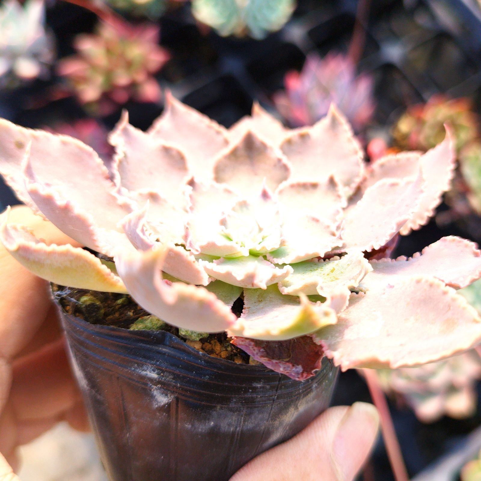 多肉植物 エケベリア シャビアナペレグリナ 実生 抜き苗 - メルカリ
