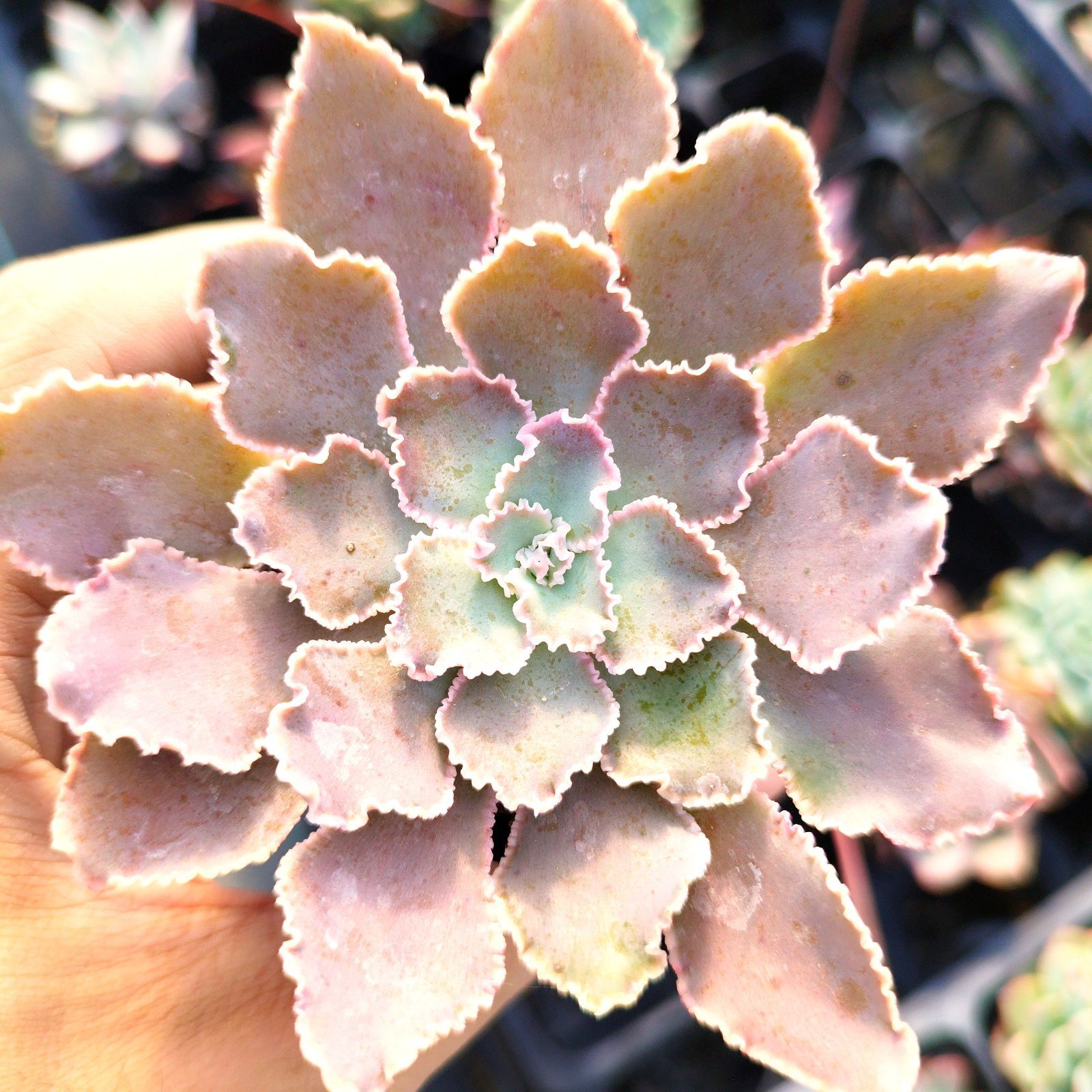 多肉植物 エケベリア シャビアナペレグリナ 実生 抜き苗 - メルカリ