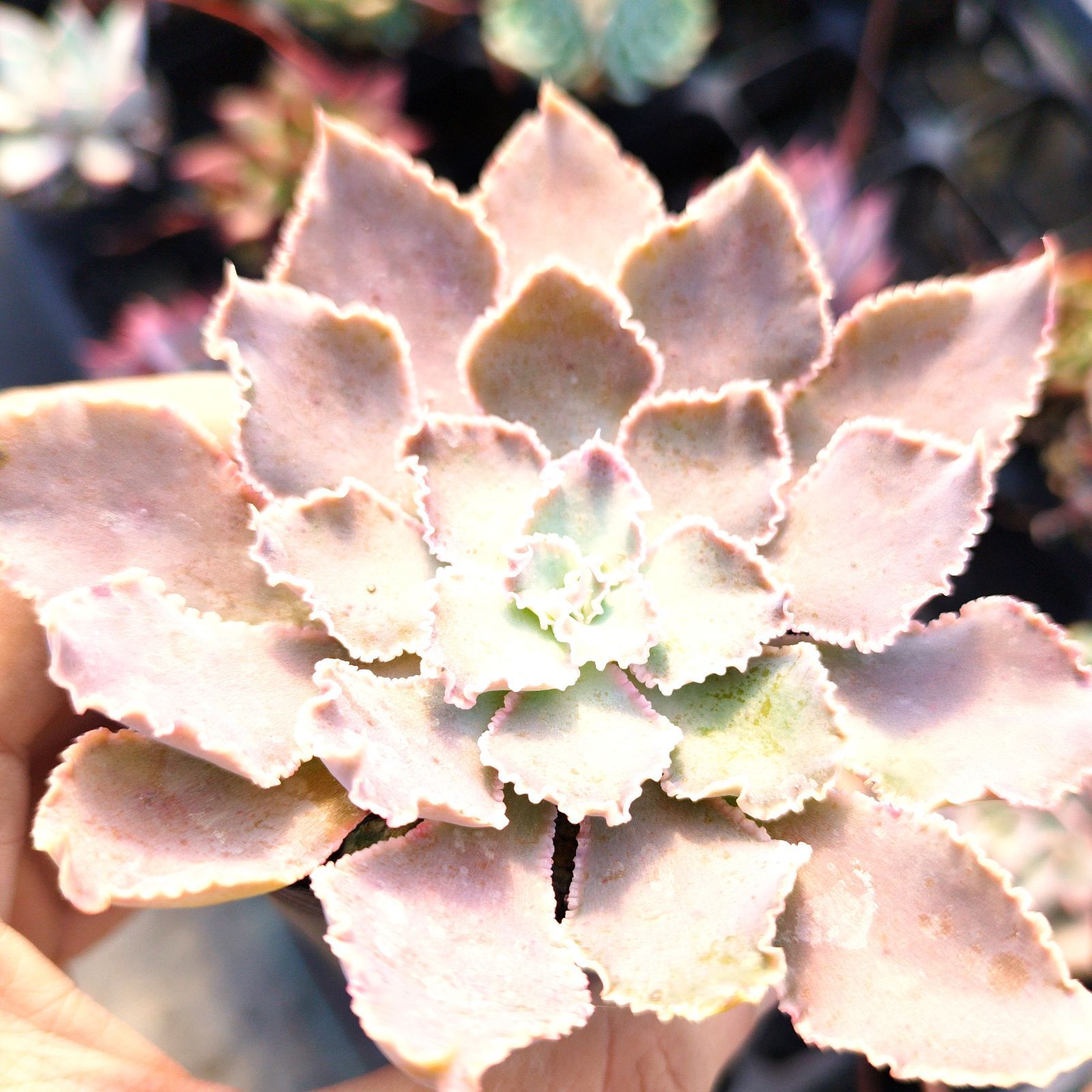 多肉植物 エケベリア シャビアナペレグリナ 実生 抜き苗 - メルカリ