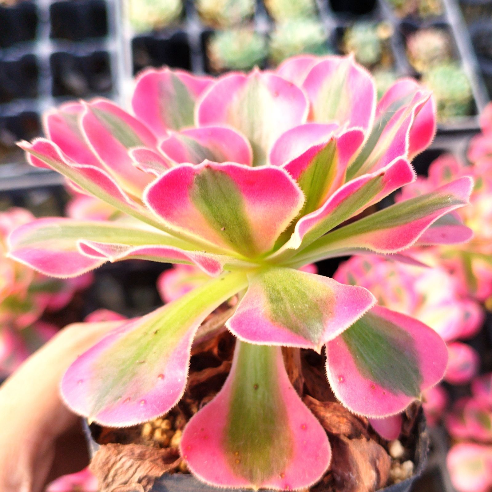 多肉植物 アエオニウム ピンクウィッチ 抜き苗 - メルカリ