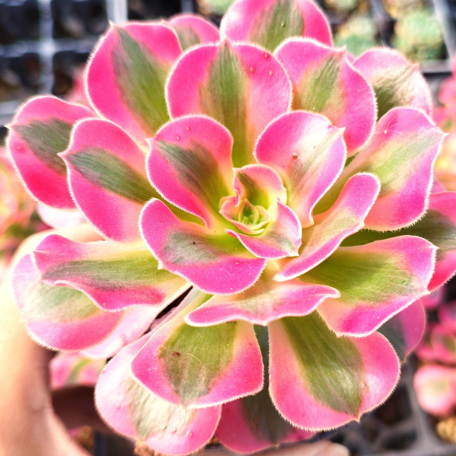 多肉植物 アエオニウム ピンクウィッチ 抜き苗 - メルカリ