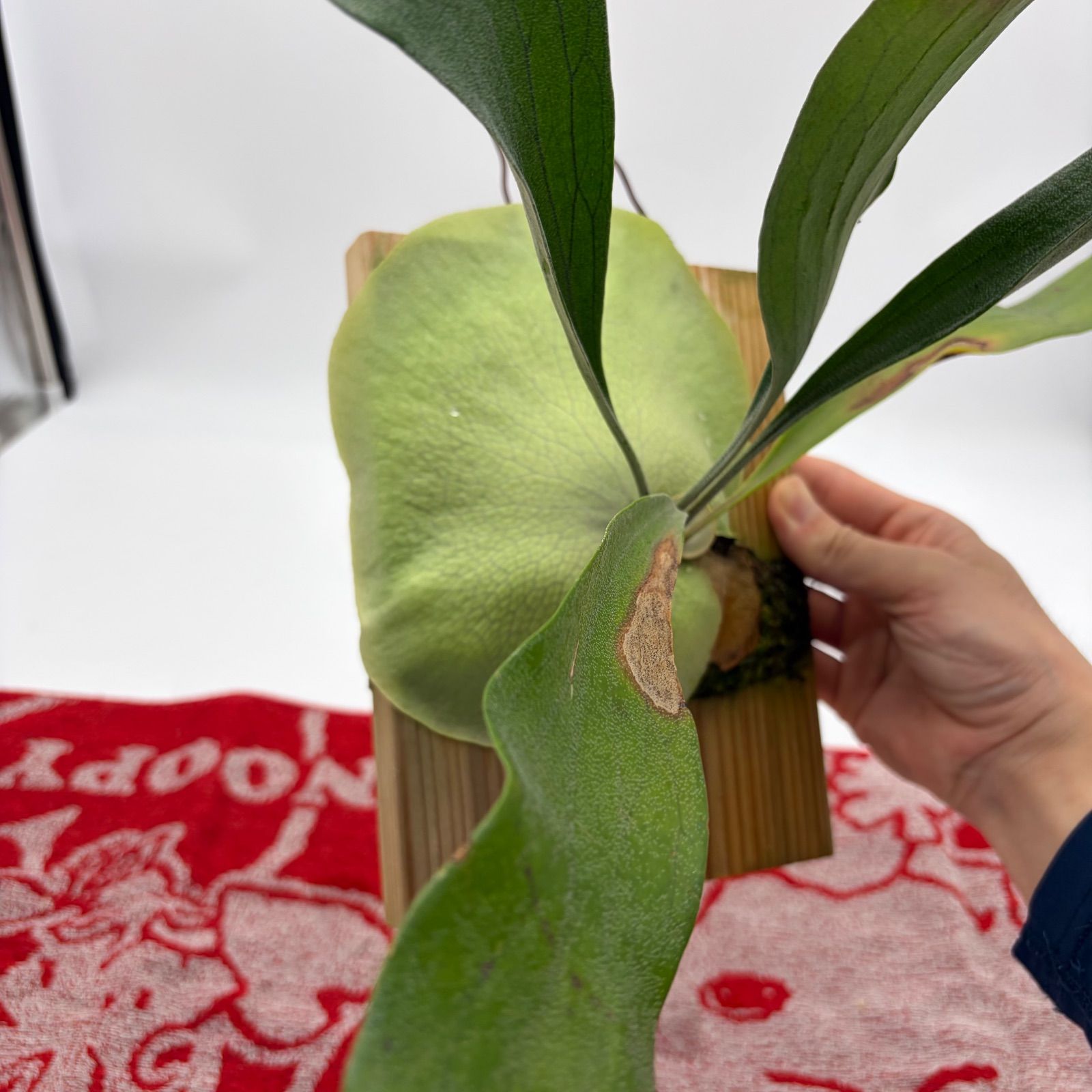 ビカクシダ コウモリラン 板付 熱帯植物 観葉植物 - メルカリ