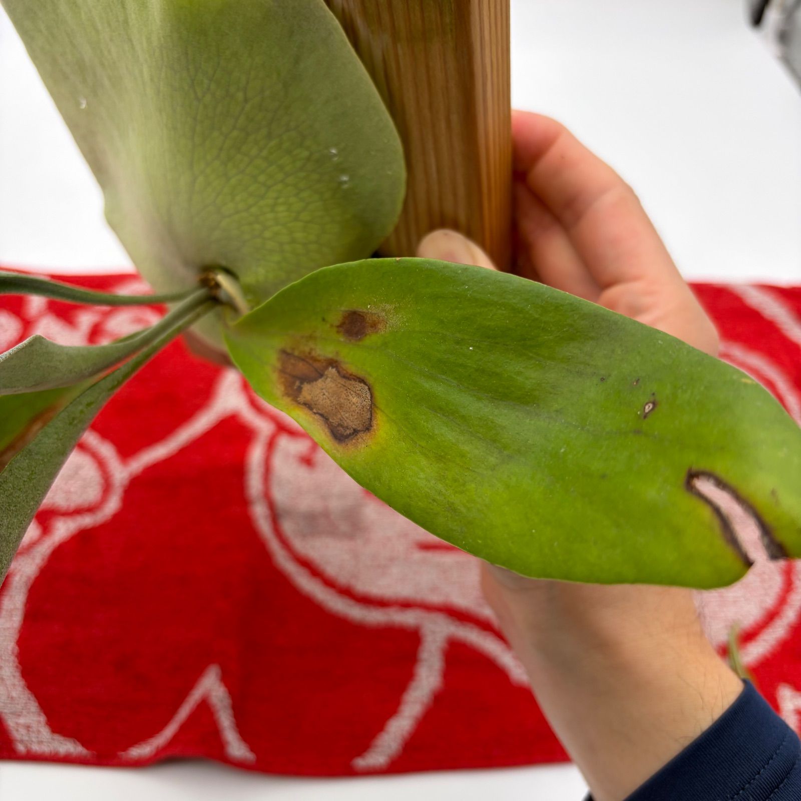 ビカクシダ コウモリラン 板付 熱帯植物 観葉植物 - メルカリ
