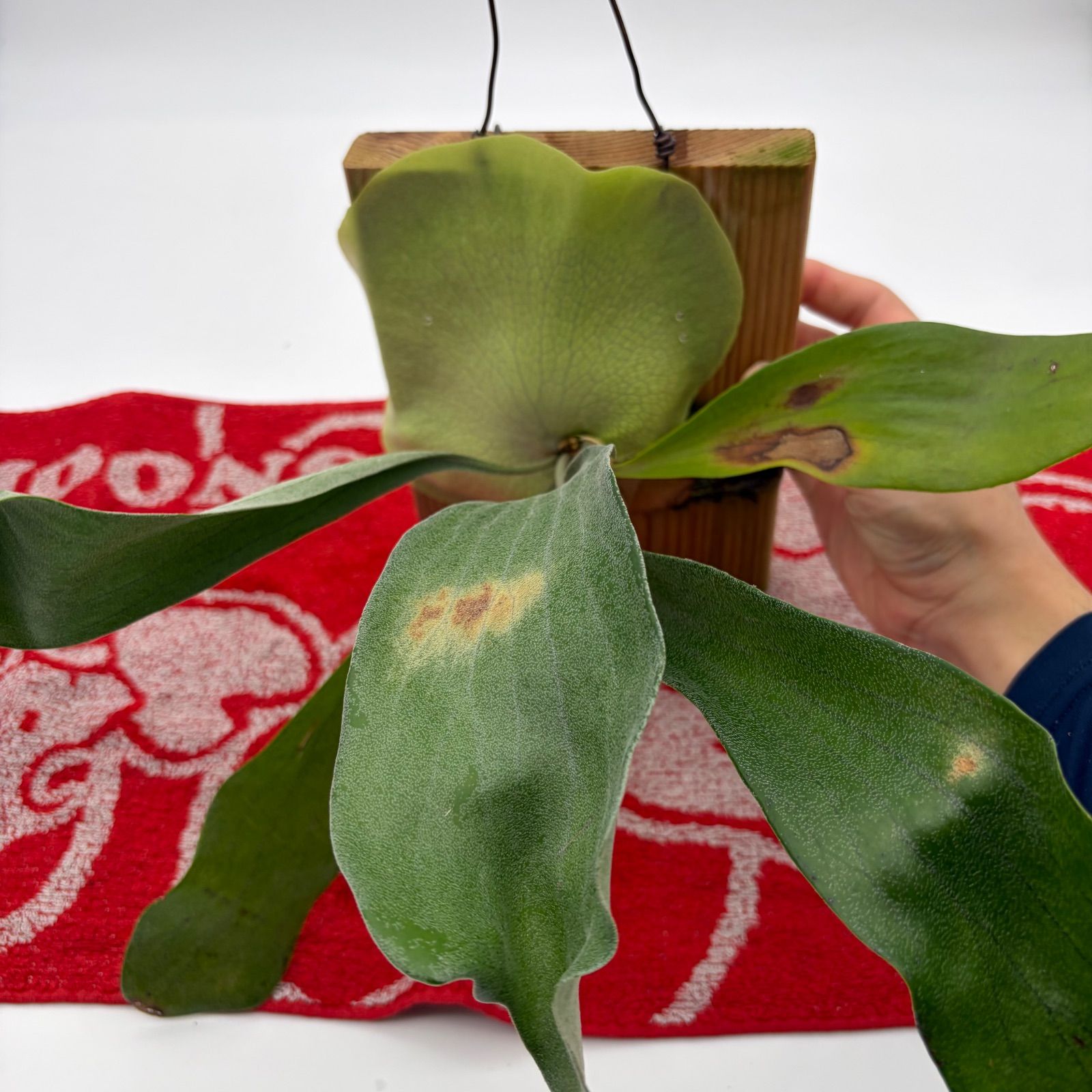ビカクシダ コウモリラン 板付 熱帯植物 観葉植物 - メルカリ