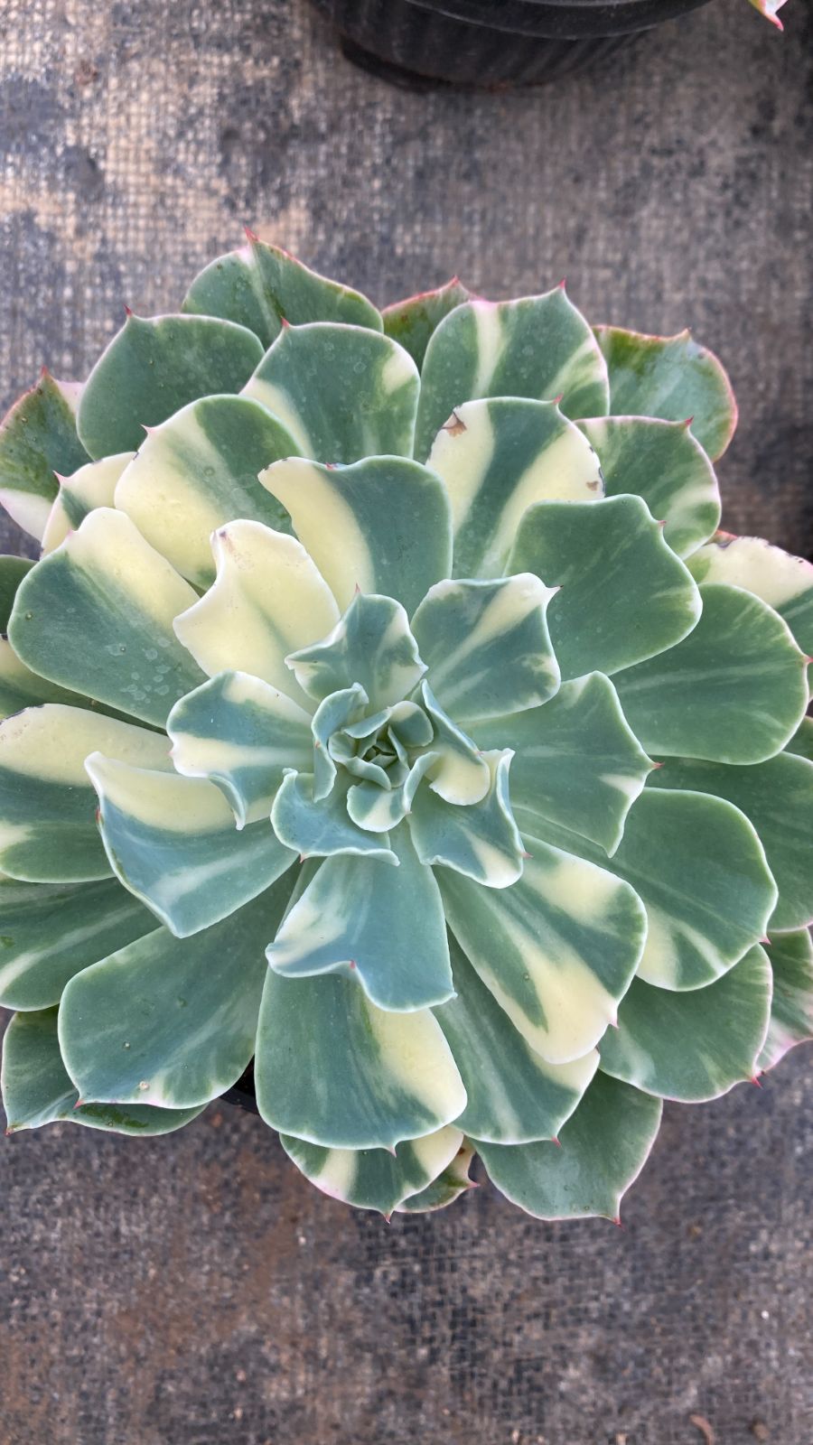 新入荷 12苗の抜き苗セット エケベリア ツナミ 斑入り 多肉植物 佐川