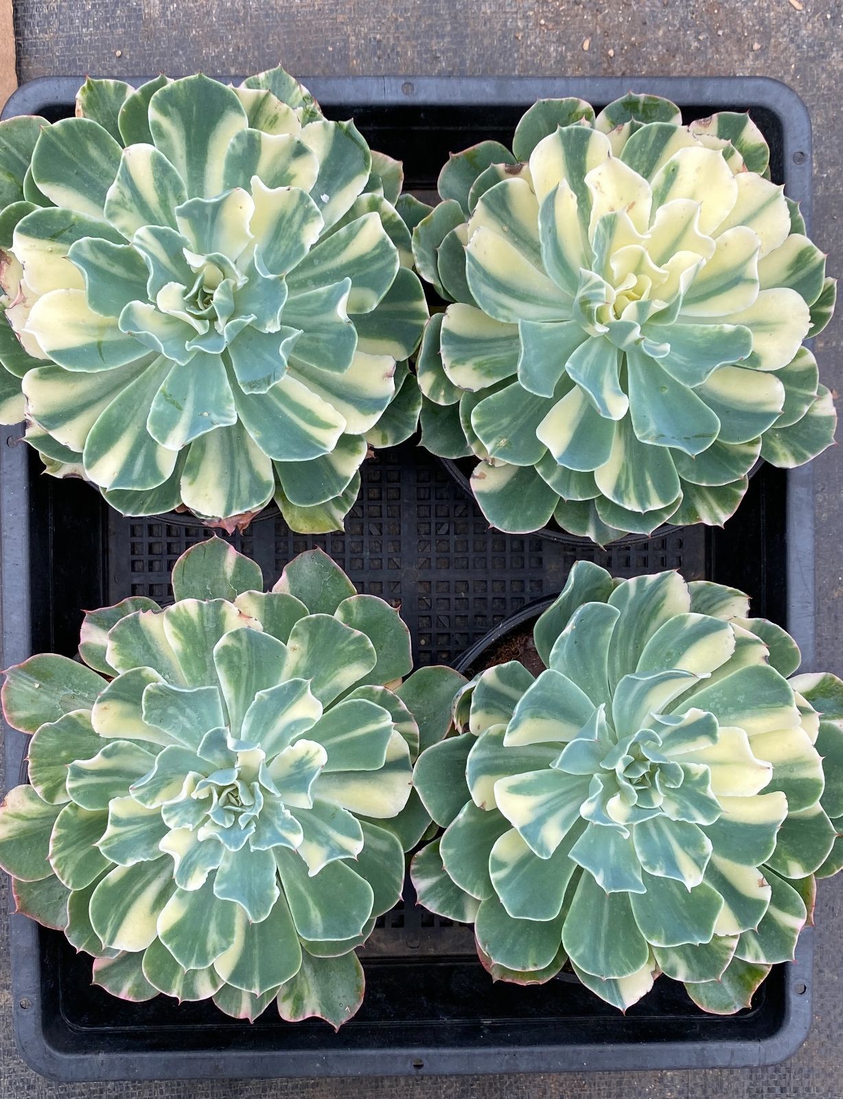 新入荷 12苗の抜き苗セット エケベリア ツナミ 斑入り 多肉植物 佐川