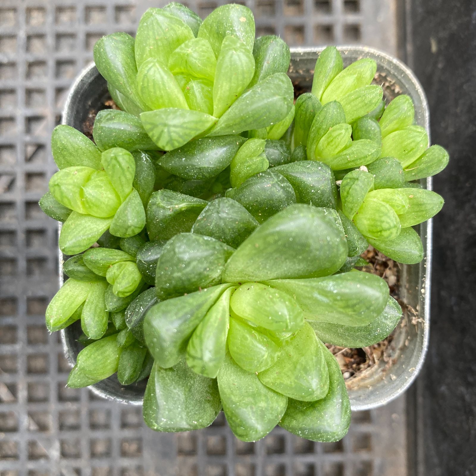 多肉植物❤レア❤ハッピー❤抜き苗 新入荷 24苗の抜き苗セット ハオルチア ピリフェラ 多肉植物 佐川急便
