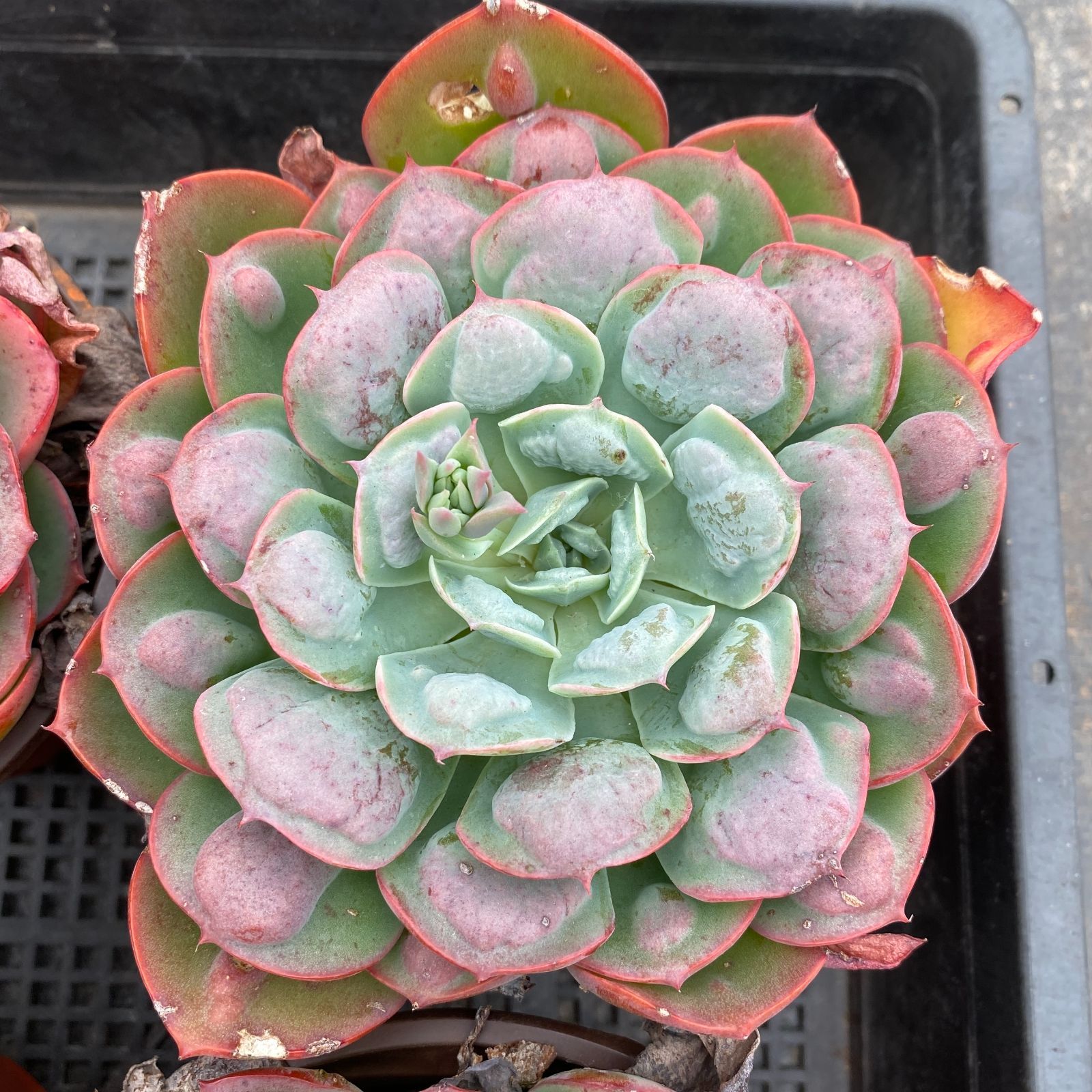 新入荷 12苗の抜き苗セット ウテキ 多肉植物 佐川急便発送 エケベリア