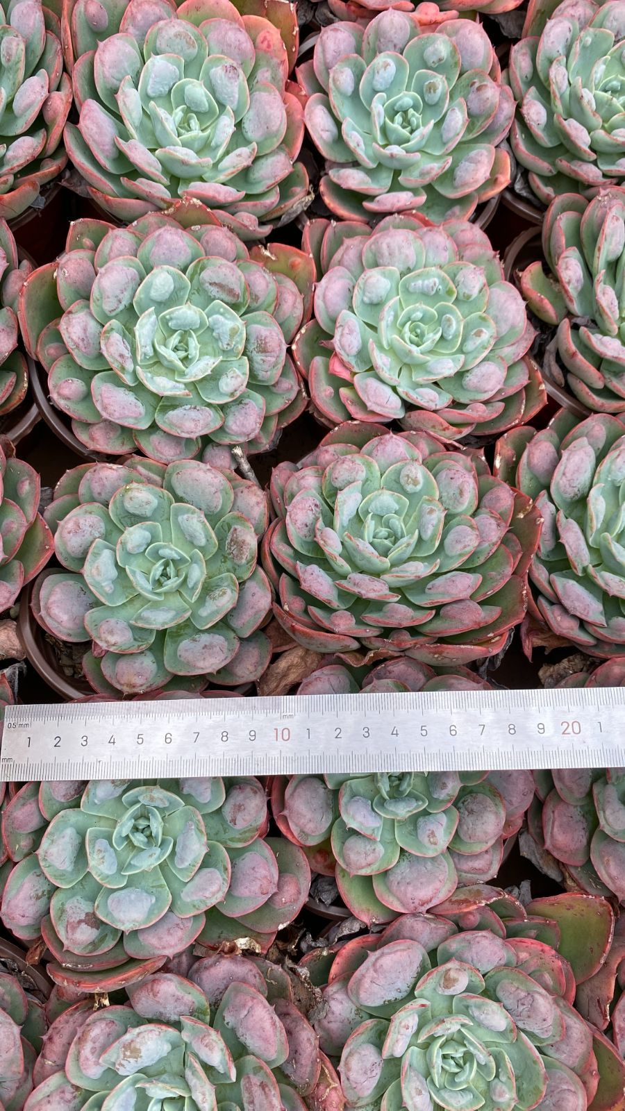 新入荷 12苗の抜き苗セット ウテキ 多肉植物 佐川急便発送 エケベリア