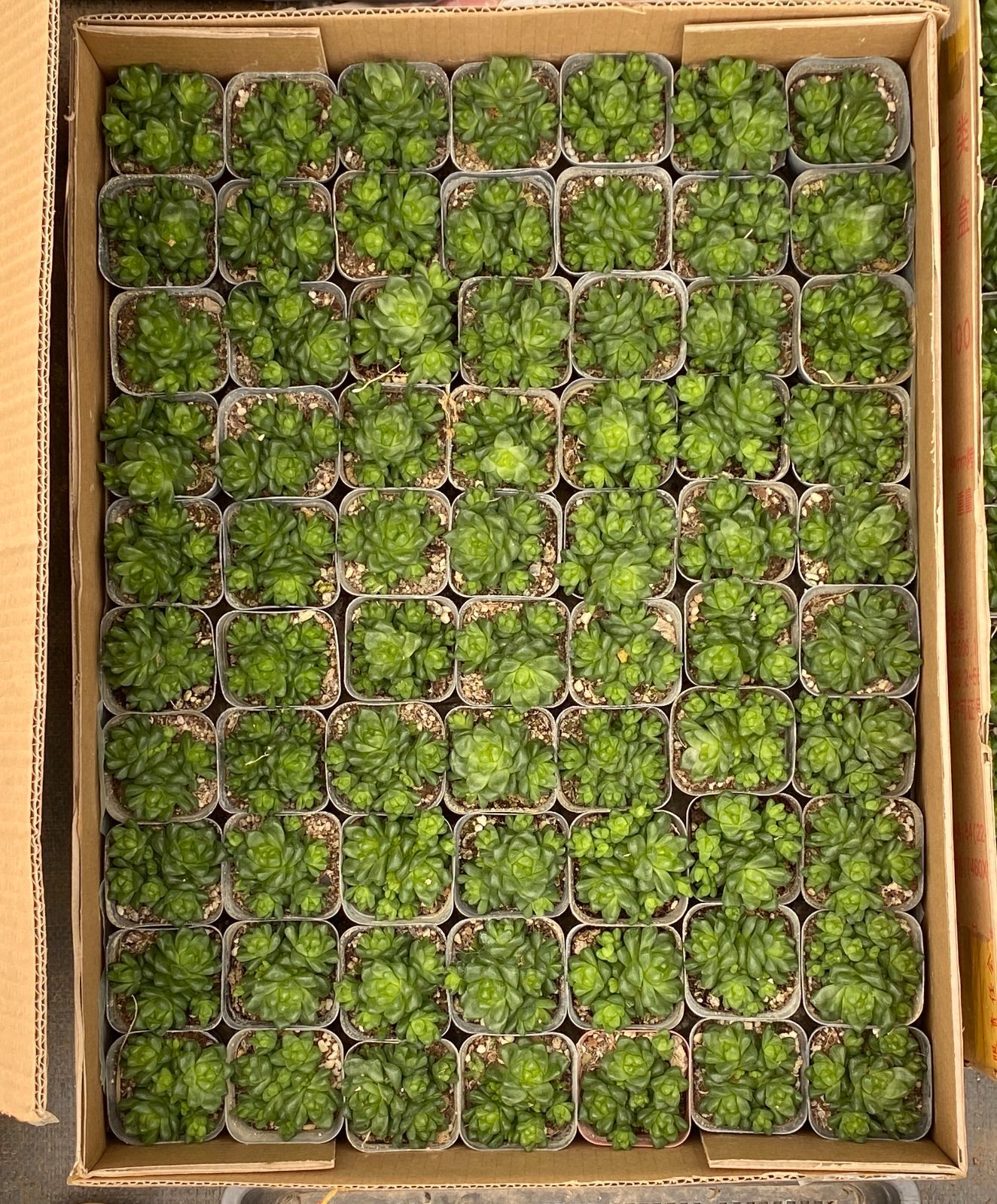 新入荷 24苗の抜き苗セット ハオルチア ピリフェラ 多肉植物 佐川急便