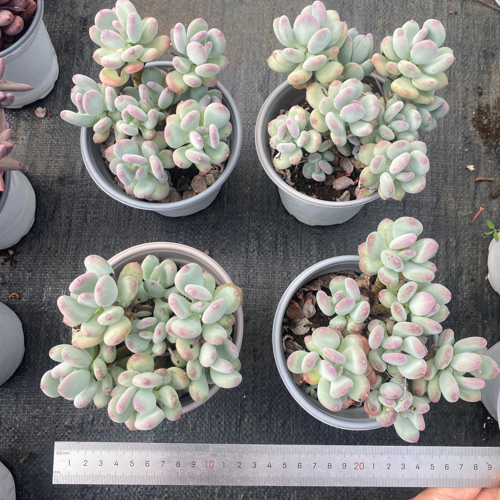 新入荷 12苗の抜き苗セット グルチ二力ウレ 多肉植物 佐川急便発送