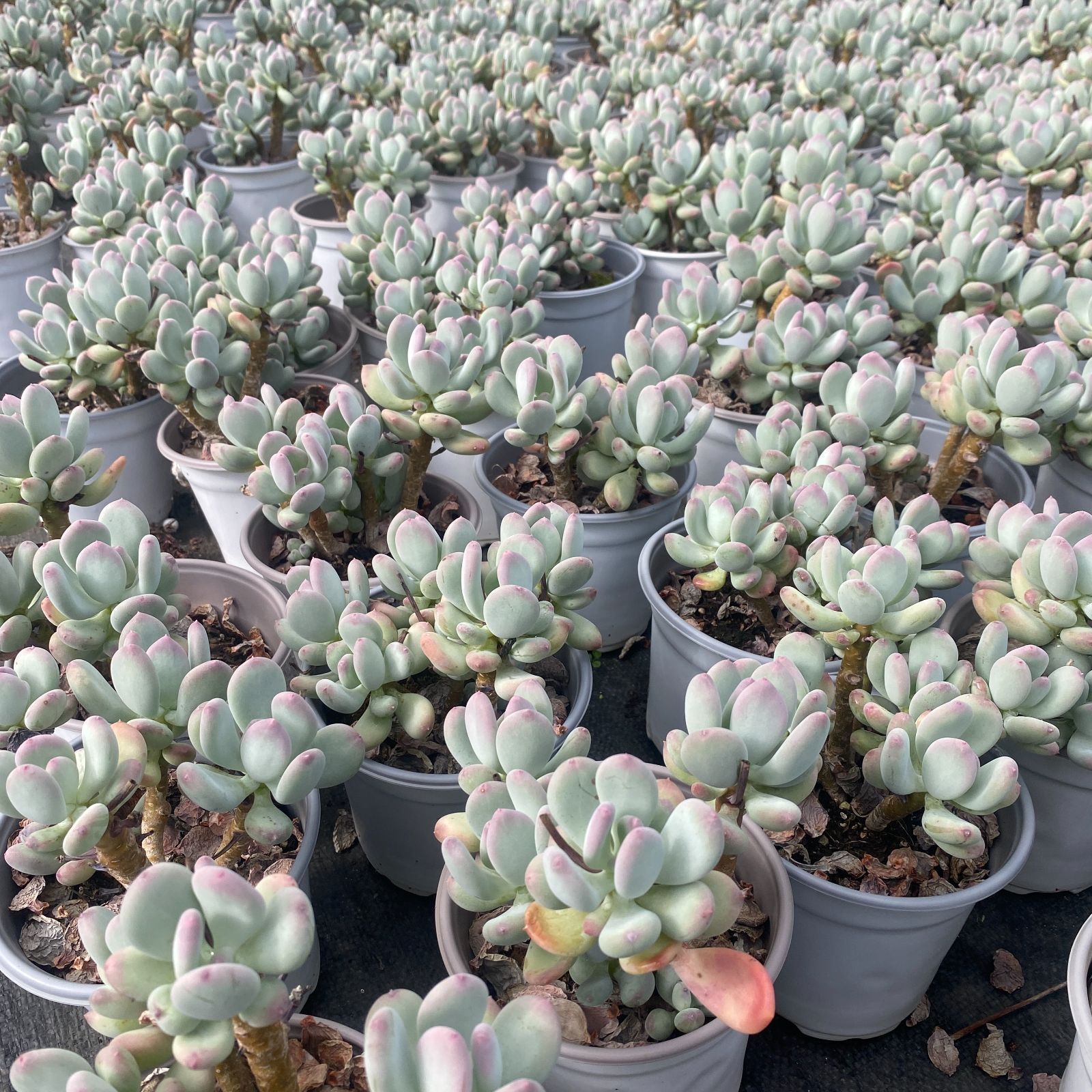 新入荷 12苗の抜き苗セット グルチ二力ウレ 多肉植物 佐川急便発送