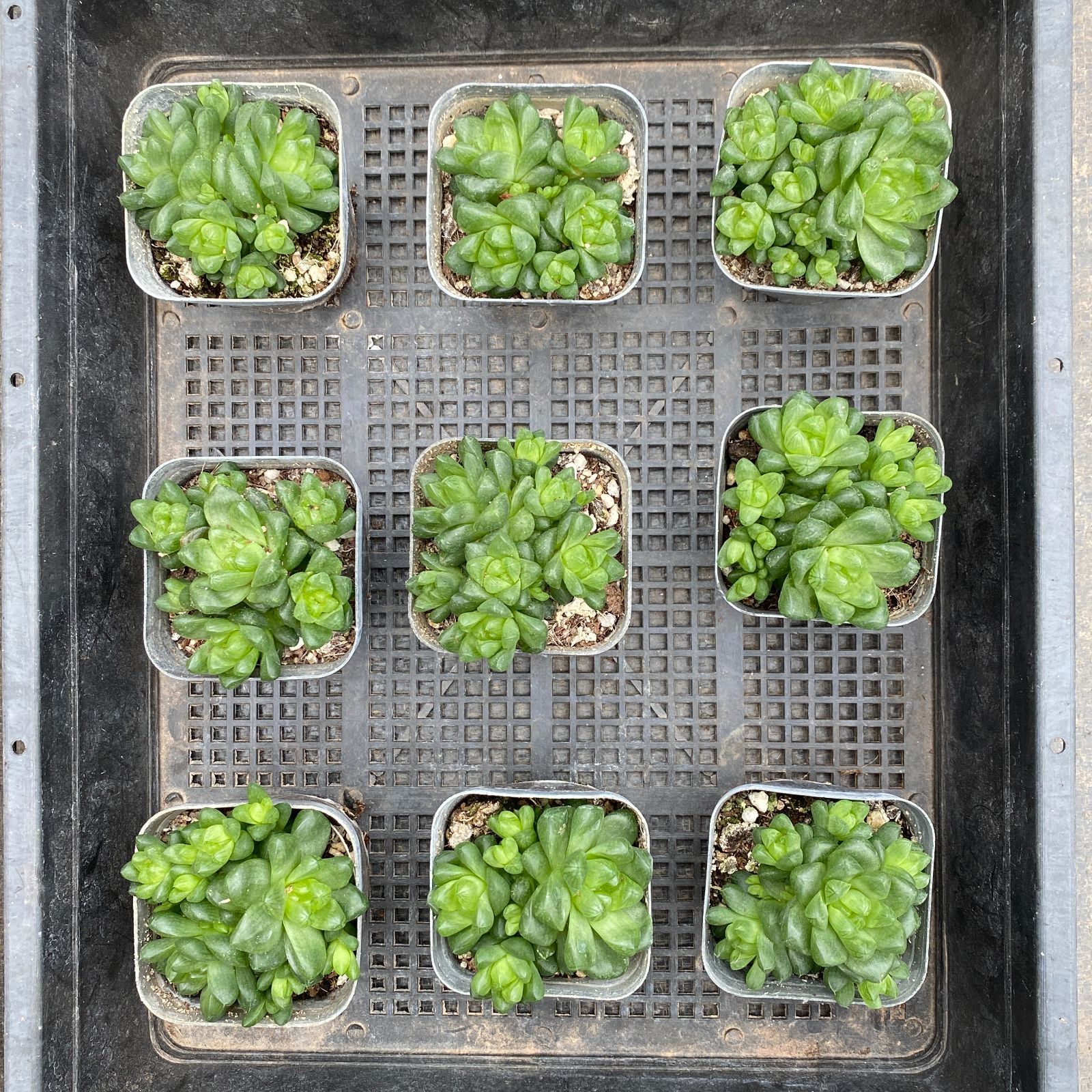 新入荷 24苗の抜き苗セット ハオルチア ピリフェラ 多肉植物 佐川急便