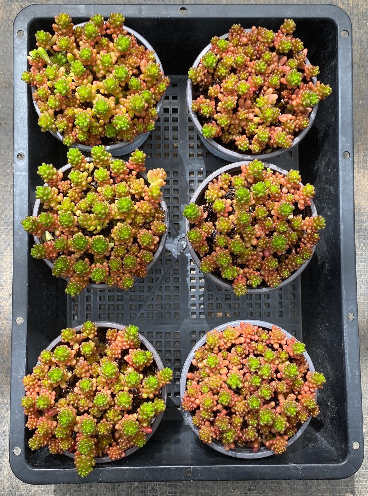 新入荷 18鉢の土鉢付きセット ベリー 多肉植物 佐川急便発送