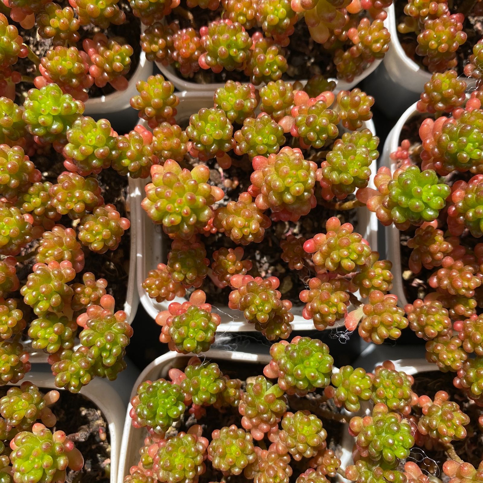 新入荷 12鉢の土鉢付きセット ベリー 多肉植物 佐川急便発送