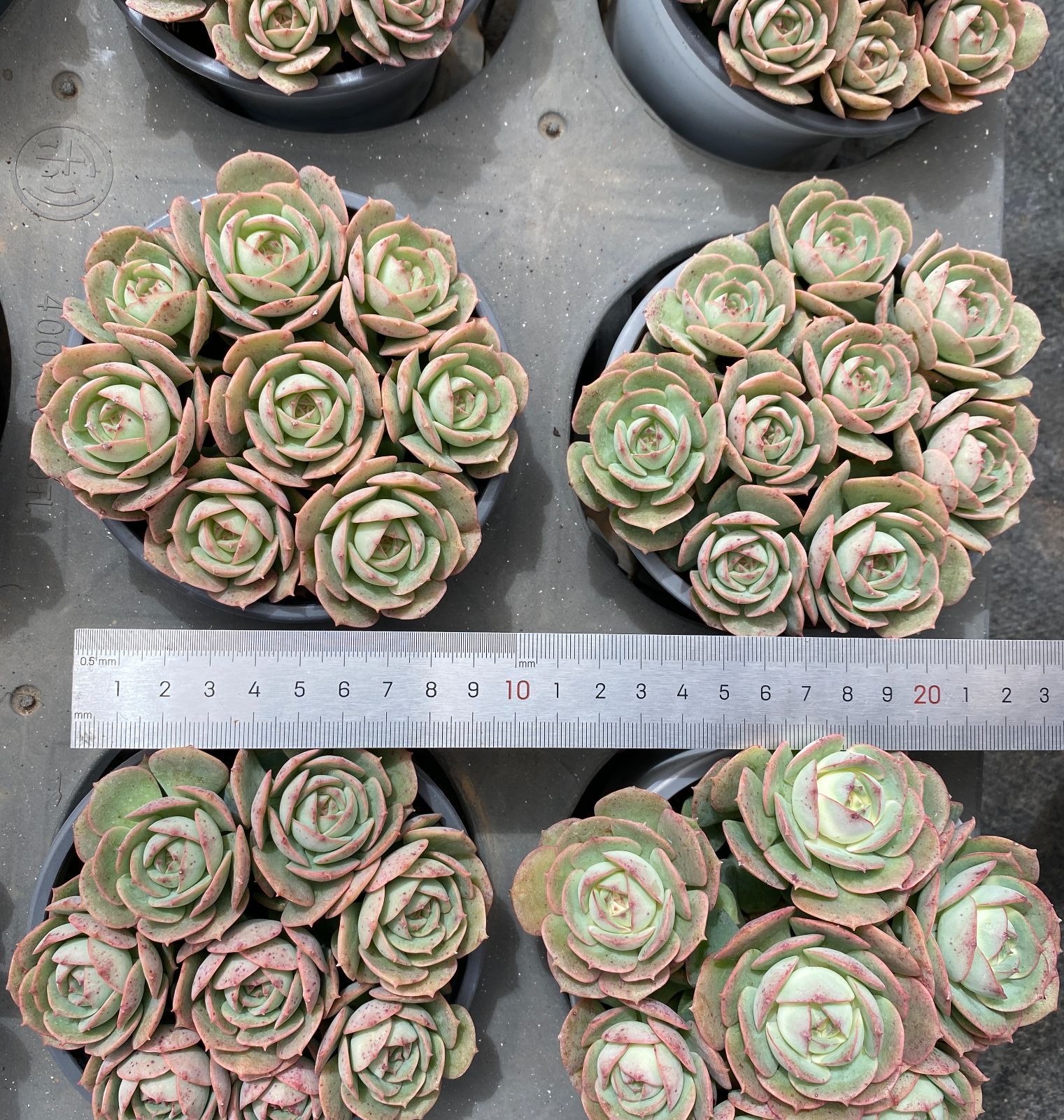新入荷 12鉢の土鉢付きセット クロアチア 多肉植物 佐川急便発送