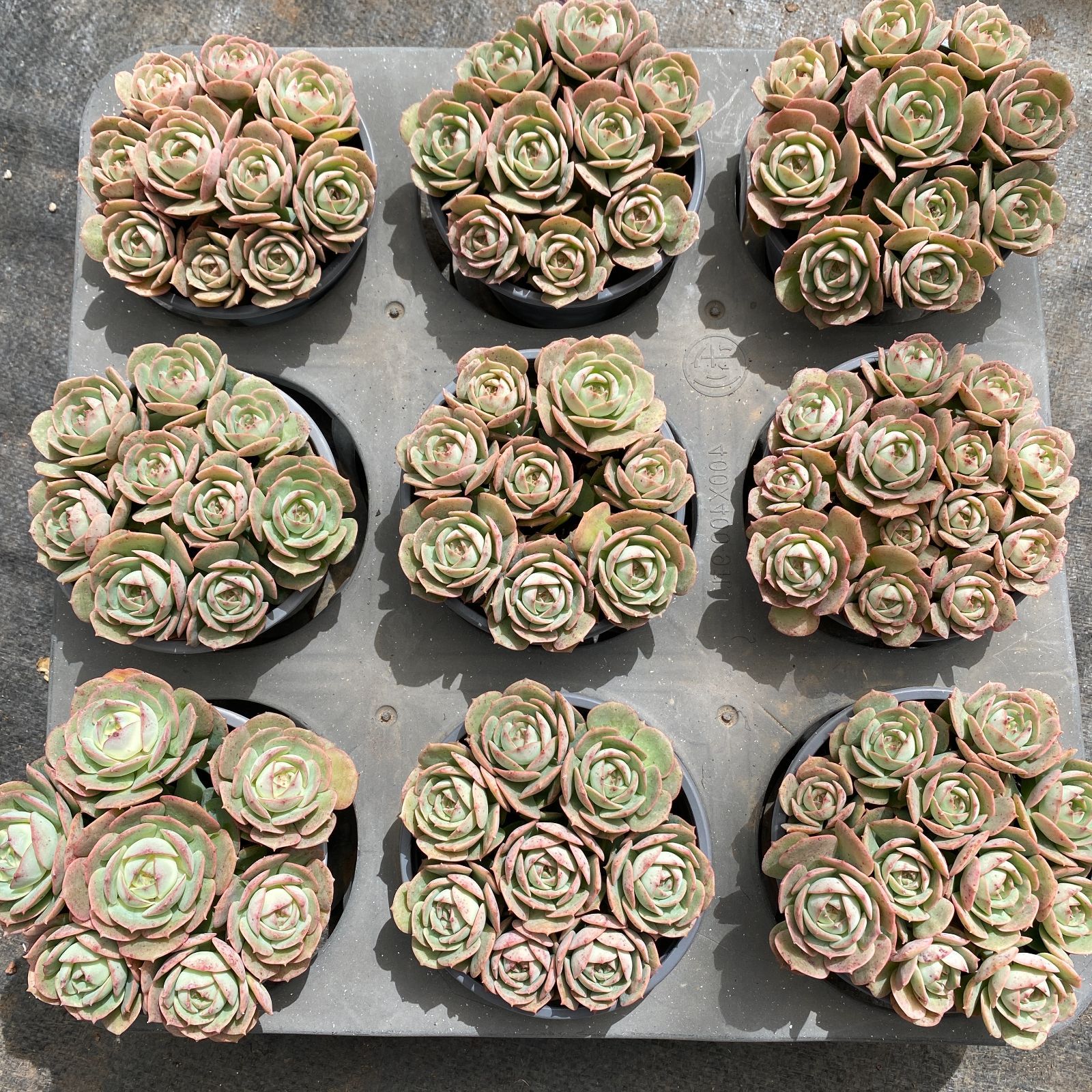 新入荷 12鉢の土鉢付きセット クロアチア 多肉植物 佐川急便発送
