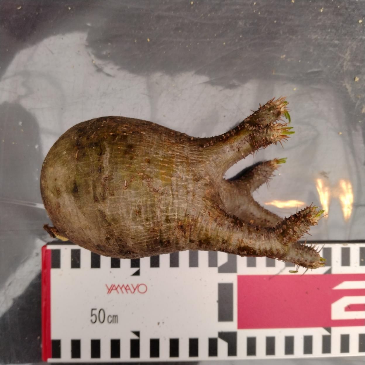 I080 「パキポフェア」パキポディウム グラキリス 抜き苗【最新到着