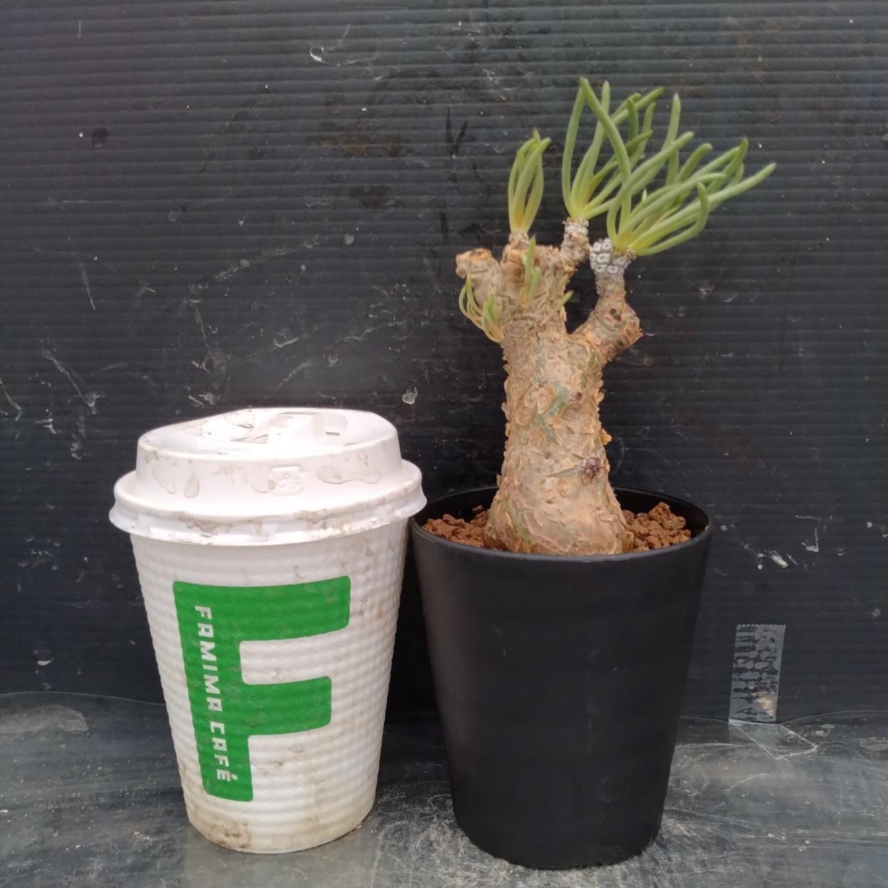 I332 「塊根植物」チレコドン ペアルソニー大 植え【発根未確認