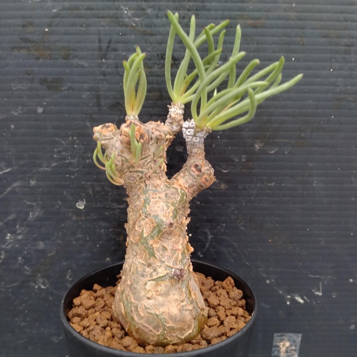 I332 「塊根植物」チレコドン ペアルソニー大 植え【発根未確認
