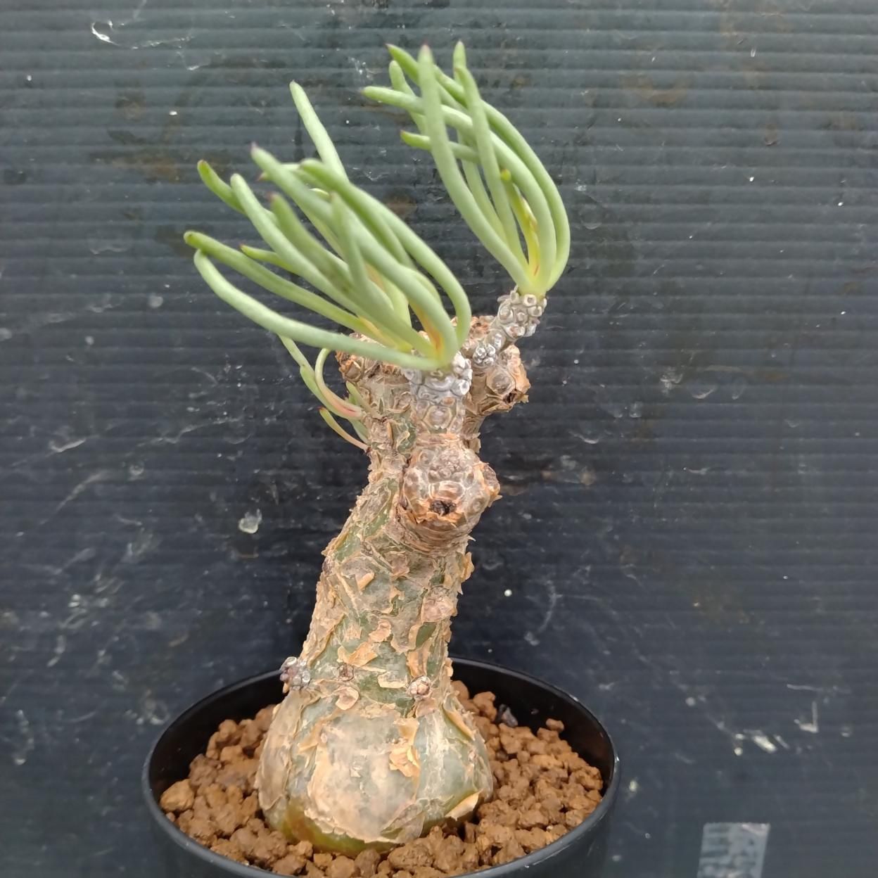 I332 「塊根植物」チレコドン ペアルソニー大 植え【発根未確認