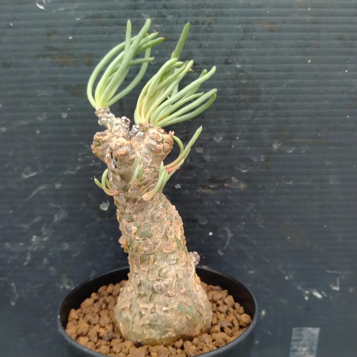 I332 「塊根植物」チレコドン ペアルソニー大 植え【発根未確認
