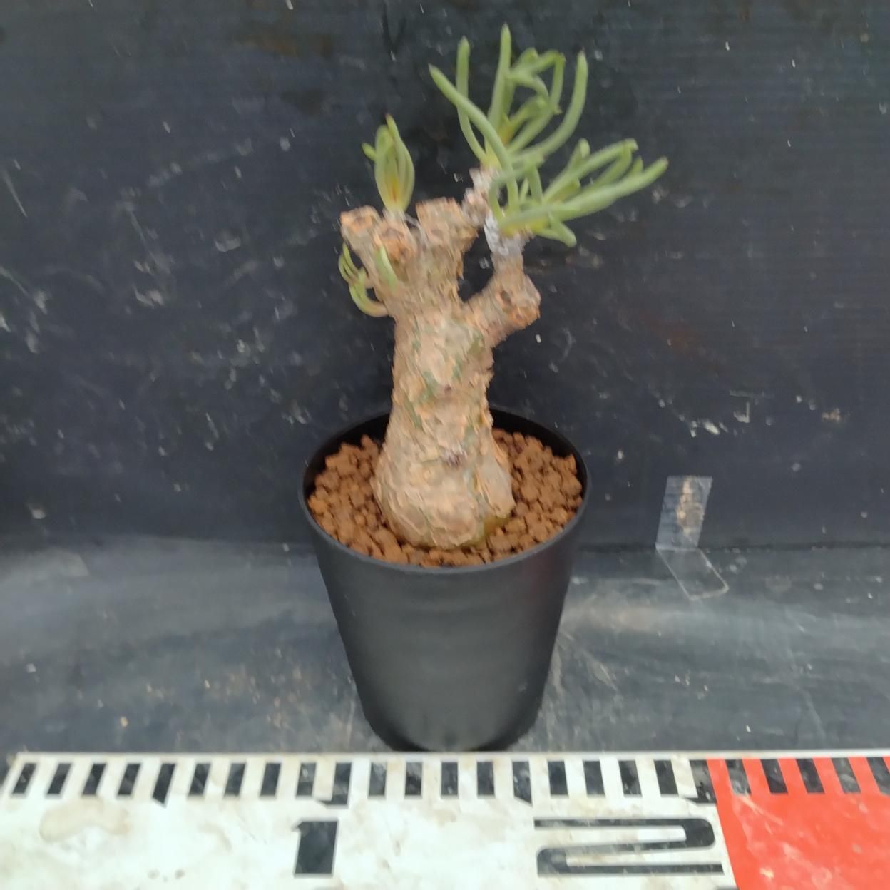 I332 「塊根植物」チレコドン ペアルソニー大 植え【発根未確認