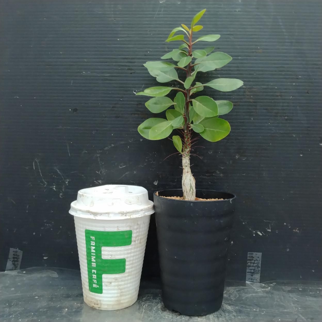 I333 「実生」フォークイエリア ファシクラータ 植え【発根・有望株