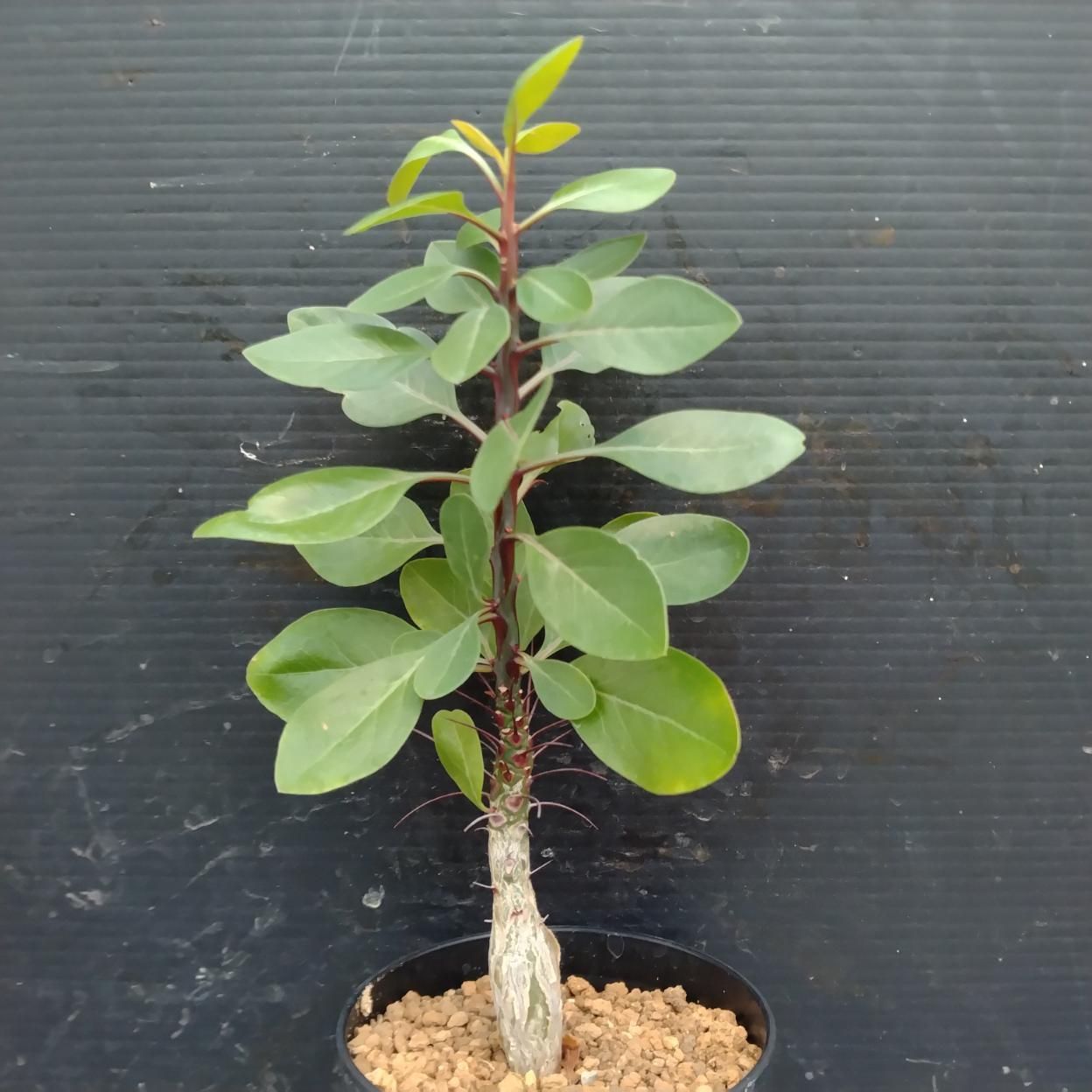 I333 「実生」フォークイエリア ファシクラータ 植え【発根・有望株
