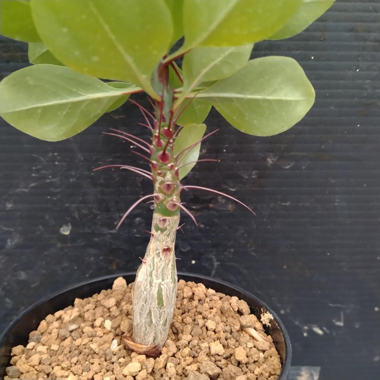 I333 「実生」フォークイエリア ファシクラータ 植え【発根・有望株