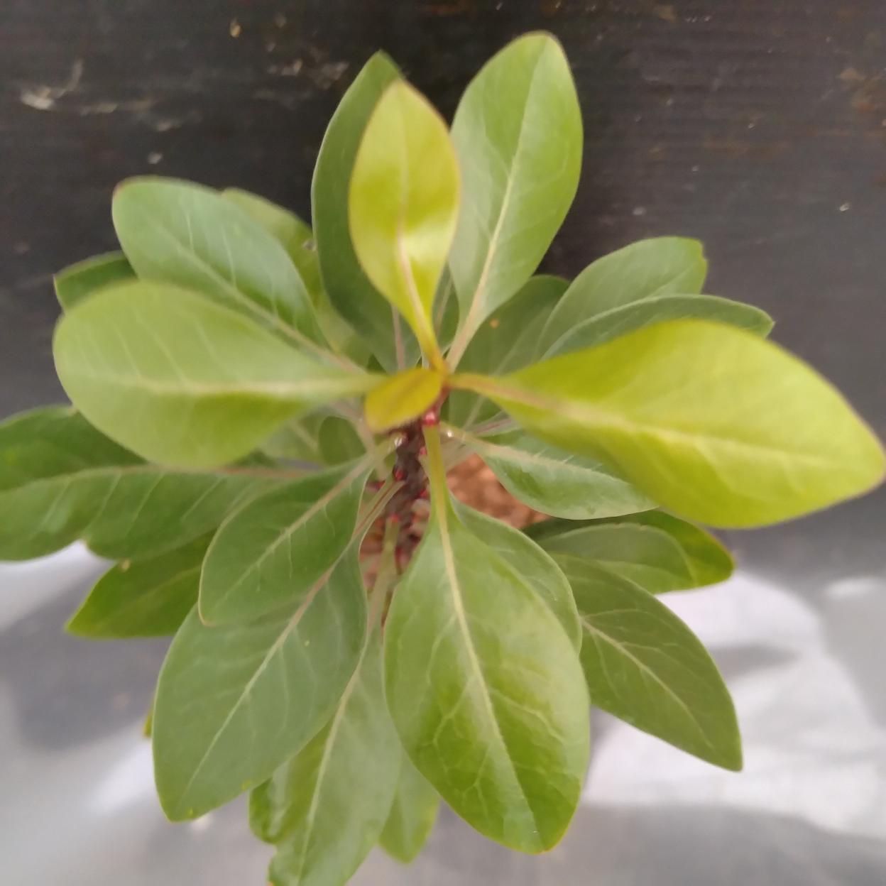 I333 「実生」フォークイエリア ファシクラータ 植え【発根・有望株