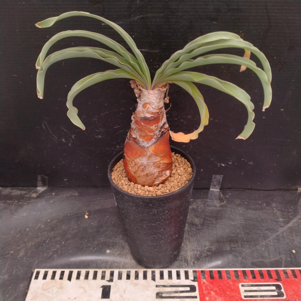 I349 「球根植物」ブーファン ディスティチャ 波打ち葉 植え【発根